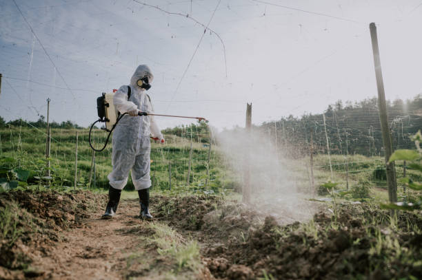 Best Local Pest Control Services  in Rossville, IN