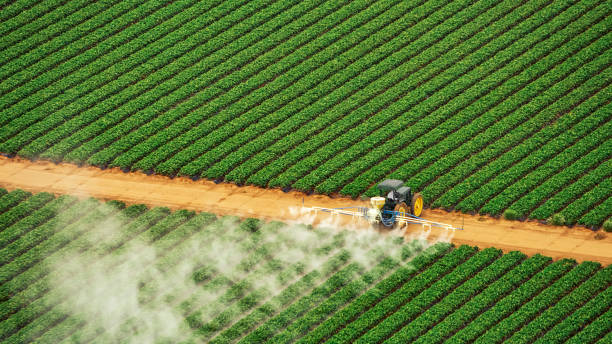 Best Termite Control Services  in Rossville, IN