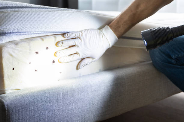 Trusted Rossville, IN Pest Control Experts