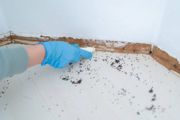 Best Insect Control  in Rossville, IN